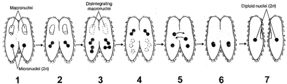 Figure 26-2 Use the figure to answer the corresponding question(s) .   -Refer to Figure 26-2.The process occurring in the cells labeled 6 is: A)  fertilization. B)  fusion. C)  the first meiotic division. D)  the second meiotic division. E)  mitosis.