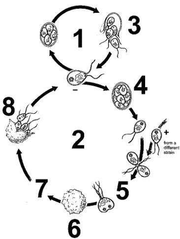 Figure 26-3 Use the figure to answer the corresponding question(s) .   -Refer to Figure 26-3.The structure at point 6 in the life cycle: A)  is a zoospore. B)  was produced by mitosis. C)  was produced by meiosis. D)  is diploid. E)  is a structure in which mitosis occurs..