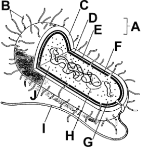 Figure 25-1 Use the figure to answer the corresponding question(s) .   -Most bacterial cells keep from bursting in a hypotonic environment by: A)  an efficient water pump. B)  a tough cell membrane. C)  pumping large quantities of salts into the cell. D)  a rigid cell wall. E)  a stiff capsule.