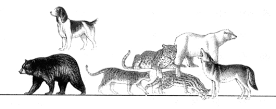 Figure 23-1 Use the figure to answer the corresponding question(s) .   -The taxonomic grouping that would represent the next highest (more inclusive)  level above that represented in Figure 23-1 is: A)  Family. B)  Order. C)  Class. D)  Phylum. E)  Kingdom.