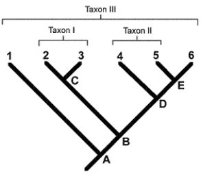 Figure 23-2 Use the figure to answer the corresponding question(s) .   -All of the taxa in a monophyletic group can be called a: A)  division. B)  class. C)  clade. D)  phyla. E)  derivative.