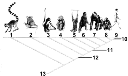 Figure 22-2 Use the figure to answer the corresponding question(s) .   -The hominoids and the __________ share a common ancestor that diverged to form these two groups. A)  lemurs B)  tarsiers C)  New World monkeys D)  orangutans E)  Old World monkeys