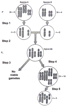 Figure 20-1 Use the figure to answer the corresponding question(s) .   -The end result of the process in Figure 20-1 is: A)  sympatric speciation. B)  allopolyploidy. C)  hybridization. D)  rapid speciation. E)  All responses apply.
