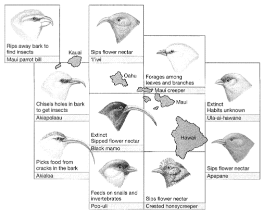 Figure 20-2 Use the figure to answer the corresponding question(s) .   -If two populations diverge geographically and/or genetically from each other, and the process continues long enough, they may become two different: A)  species. B)  hybrids. C)  polyploids. D)  allopolyploids. E)  euploids.