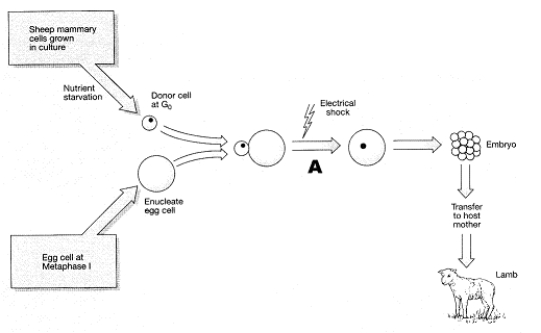 Figure 17-4 Use this figure to answer the corresponding question(s) .   -In Figure 17-1, the purpose of electrical shock at the stage of the process labeled A is to: A)  kill the egg cell nucleus. B)  initiate fusion of the two cells. C)  stimulate cell division. D)  induce mutations. E)  initiate apoptosis.