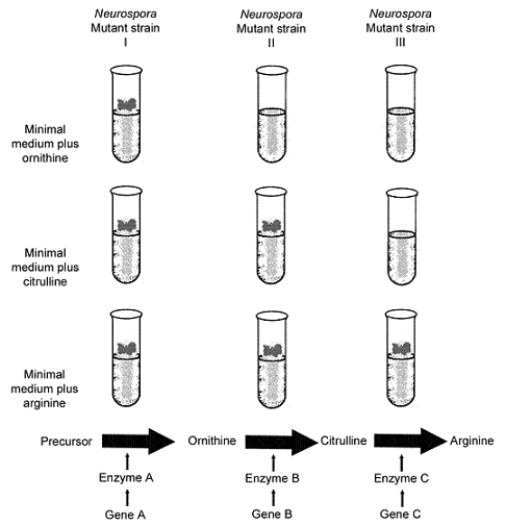 Figure 13-1 Use the figure to answer the corresponding question(s) .   -RNA differs from DNA in all of the following except: A)  RNA is usually single-standed. B)  RNA lacks thymine. C)  RNA contains uracil. D)  RNA contains ribose. E)  RNA contains cytosine.