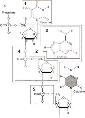 Figure 12-1 Use the figure to answer the corresponding question(s) .   -The portion of the molecule in box 5 of Figure 12-1 is: A)  a hydrogen bond. B)  a phosphate. C)  a nucleotide. D)  a pyrimidine. E)  a protein.