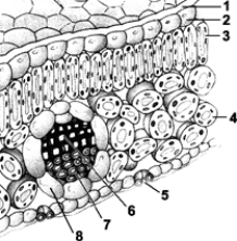 Figure 9-1 Use the figure to answer the corresponding question(s) .   -The primary function of the leaf structure labeled 5 in Figure 9-1 is: A)  food storage. B)  photosynthesis. C)  water transportation. D)  gas exchange. E)  nutrient absorption.