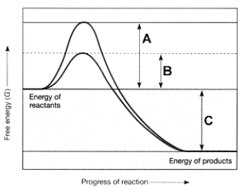 Figure 7-2 Use the figure to answer the corresponding question(s) .   -Refer to Figure 7-2.The line on the graph labeled B represents the: A)  activation energy with an enzyme. B)  activation energy without an enzyme. C)  free energy of the reactants. D)  change in entropy. E)  change in enthalpy.