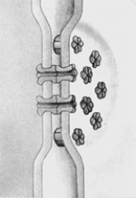 The structures in this figure:   A)  provide anchorage points between adjacent cells. B)  allow the transport of small molecules and ions between adjacent cells. C)  allow passage of materials through intercellular spaces. D)  prevent the passage of materials through intercellular spaces. E)  can only be found in plants.