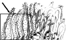 Figure 4-2 Use the figure to answer the corresponding question(s) .   -Proteins made on ribosomes may be further modified within the: A)  lysosomes. B)  nucleus. C)  mitochondria. D)  Golgi complex. E)  peroxisomes.