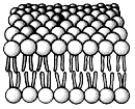 The most abundant molecules in this structure are:   A)  structural proteins. B)  polysaccharides. C)  triacylglycerols. D)  phospholipids. E)  polypeptides.