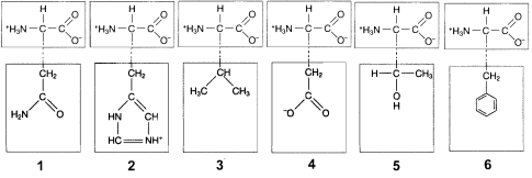 Figure 3-2 Use the figure below to answer the corresponding question(s) .   -Hydrophobic interactions would occur between the R groups of which two amino acids in Figure 3-2? A)  1 and 4 B)  2 and 5 C)  3 and 6 D)  2 and 4 E)  3 and 5