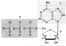 Which portion of the following molecule is most directly involved in transferring energy?   A)  1 B)  2 C)  3 D)  1 and 2 E)  2 and 3