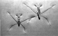 Which characteristic of water molecules directly contributes to the remarkable  water walking  success of the aquatic insects pictured in the accompanying figure?   A)  hydrogen bonds B)  capillary action C)  nonpolar covalent bonds D)  ionic bonds E)  adhesive forces