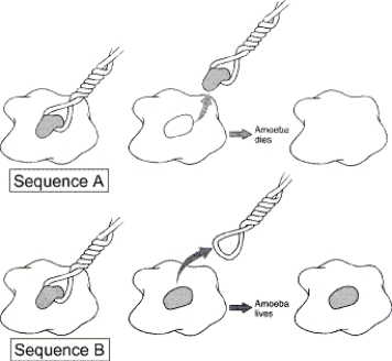 Figure 1-1 Use the figure to answer the corresponding question(s) .   -Sequence A in Figure 1-1 represents: A)  a hypothesis. B)  the experimental group. C)  the control group. D)  a sampling error. E)  a deduction.