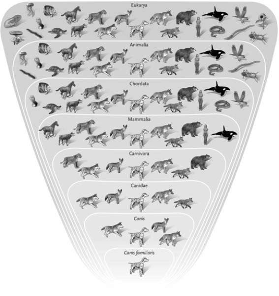   Use the figure above for the following question(s) . -In the illustration, which group is the most inclusive group? A)  Canis familiaris B)  Animalia C)  Chordata D)  Mammalia E)  Eukarya