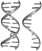 <strong> The helix structure on the right of the above figure represents</strong> A) DNA. B) RNA. C) lipid. D) protein. E) phospholipid.