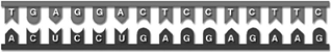   -In this depiction of transcription, the ____ strand is ____ because it ____. A)  upper; RNA; is single-stranded. B)  lower; RNA; contains uracil. C)  lower; RNA; contains thymine. D)  upper; RNA; has no uracil (U) . E)  lower; DNA; contains adenine (A) .