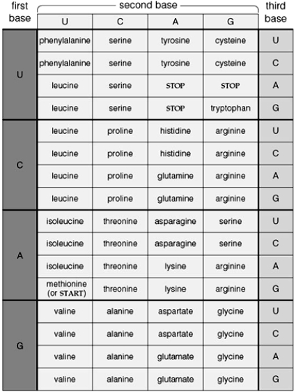 <strong> The following questions refer to the genetic code table above. The first amino acid of a new polypeptide chain is</strong> A) alanine. B) cysteine. C) variable. D) phenylalanine. E) methionine.