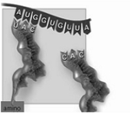   -Which event of translation is shown in the figure above? A)  initiation B)  elongation C)  termination D)  peptide bond formation E)  elongation and peptide bond formation