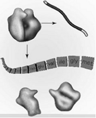   -Which stage of translation is shown in the figure above? A)  initiation B)  elongation C)  termination D)  peptide bond formation E)  polysome activity