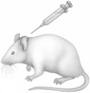   The following questions refer to the figure above and to the Fred Griffith experiments involving Streptococcus pneumoniae. -If the syringe contains live R strain Streptococcus pneumoniae A)  the mouse will die. B)  live S strain will be detected in the mouse's blood. C)  the mouse will live. D)  no live R strain will be detected in the mouse's blood. E)  the live R strain bacteria will develop pathogenicity.
