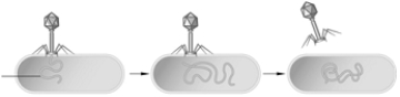   The following questions should be answered using the figure above. -The above figure represents the research of which of the following researchers? A)  Delbrück B)  Avery and McCarty C)  Chagraff D)  Luria E)  Hershey and Chase