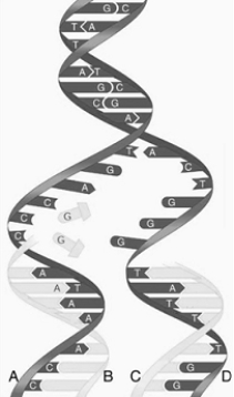   The following questions refer to the figure above. -The figure illustrates A)  DNA repair. B)  semiconservative replication. C)  the action of the ligases. D)  the action of glycosylases. E)  DNA hybridization.