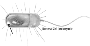   -Which of the following is indicated by the arrow as the location of glycolysis? A)  cytoplasm B)  Golgi body C)  nucleoid D)  mitochondrion E)  rough endoplasmic reticulum