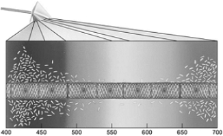   The following questions refer to the figure above illustrating the results from Engelmann's investigation. -Engelmann's experiment was designed to determine A)  what wavelengths comprise visible light. B)  what colors are contained in visible light. C)  if bacteria are attracted to oxygen. D)  if photosynthesis releases oxygen. E)  none of these.