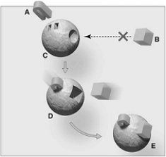   The following questions refer to the figure above. -The figure above represents A)  an exergonic reaction. B)  a metabolic pathway. C)  allosteric inhibition. D)  allosteric activation. E)  all of these.