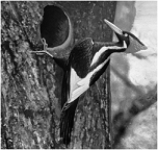   -The image of the animal shown above caused quite a media frenzy in recent years due to reports that it was not extinct.What is it? A)  blue-footed booby B)  ivory billed woodpecker C)  dodo bird D)  red caucaded woodpecker E)  none of these