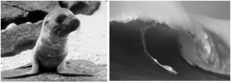   -Both the large waves and starvation of marine mammals was caused by A)  El Niño. B)  El Diablo. C)  El Minator. D)  El Laborador. E)  none of these.