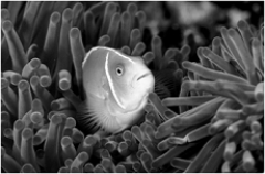   -The range of all factors that influence whether a species can obtain resources essential for survival and reproduction is its A)  habitat. B)  niche. C)  carrying capacity. D)  ecosystem. E)  community.