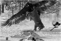  -The image in the above photograph is a prime example of A)  double mutualism. B)  associative commensalism. C)  interference competition. D)  team predation. E)  parasitism.