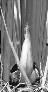   -The animal in the above figure is using ____ for protection. A)  mimicry B)  display behavior C)  warning coloration D)  chemical defenses E)  camouflage