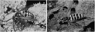   -The images above are an example of A)  mimicry. B)  display behavior. C)  warning coloration. D)  chemical defenses. E)  camouflage.