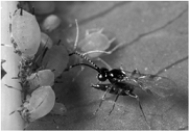   -Pioneer plant species are usually characterized by A)  small size. B)  high dispersal rates. C)  slow maturation. D)  high dispersal rates and high numbers of offspring E)  small size, efficient dispersal mechanisms, and slow maturation.