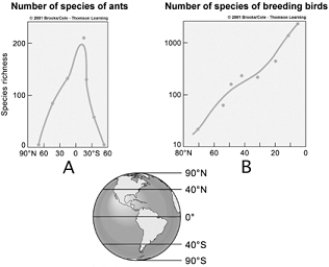   Use the figure above to answer the following questions.The graphs illustrate diversity patterns for ants (A)  and breeding birds (B) . -Which graph shows that species diversity is much less at the equator than at 60 degrees north latitude? A)  A B)  B C)  both D)  neither E)  not enough data is provided to answer the question