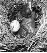   -The above figure of a young cuckoo pushing a resident age out of the nest demonstrates A)  imprinting behavior. B)  displaying instinctive behavior. C)  feeding a social parasite. D)  a learned behavior. E)  all of these.