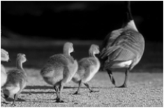   -The above figure of goslings (baby geese)  following their mother demonstrates A)  imprinting behavior. B)  displaying instinctive behavior. C)  feeding a social parasite. D)  a learned behavior. E)  all of these.