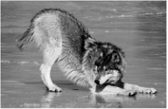   -The above figure is of a wolf behavior which tells others A)  to prepare for a fight. B)  that the wolf is subordinate and won't be a threat. C)  that it wants to mate. D)  that it wants to play. E)  none of these.