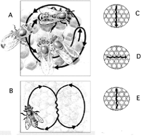   Use the figure above illustrating honeybee dances to answer the following questions. -A dance that recruits other bees into foraging directly toward the sun is indicated by A)  A. B)  B. C)  C. D)  D. E)  E.