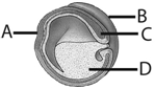   Use the figure above to answer the following questions. -The letter  C  from the above figure represents A)  ectoderm. B)  endoderm. C)  mesoderm. D)  neural plate. E)  yolk.