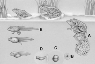   The following questions refer to the figure above illustrating frog development. -Fertilization is indicated by A)  A. B)  B. C)  C. D)  D. E)  E.