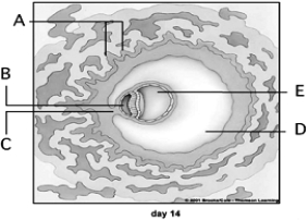   Use the figure above showing developmental day 14 to answer the following questions. -The yolk sac is indicated by A)  A. B)  B. C)  C. D)  D. E)  E.