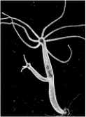   -The organism shown above is using which of the following types of reproduction? A)  asexual budding B)  sexual production of eggs C)  hermaphroditic co-fertilization D)  a combination of all three E)  none of these