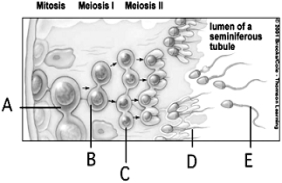   Use the figure above showing spermatogenesis to answer the following questions. -Diploid stage(s)  is(are)  indicated by A)  A. B)  B. C)  C. D)  D. E)  B, C, and D.