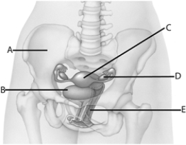   Use the figure above to answer the following questions. -The letter  E  above represents A)  uterus. B)  ovary. C)  vagina. D)  urinary bladder. E)  pelvic girdle.